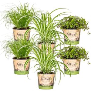 6x Pet Friendly Mix - Cyperus - Chlorophytum - Callisia - Plante d'int&eacute;rieur &ndash; ?12 cm - ?15-25 cm - Green