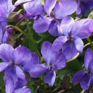 Violette parfum&eacute;e Mrs Pinehurst/Godet - 5/20 cm