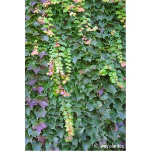 Vigne vierge 'robusta' taille du pot - en pot de 3 litres