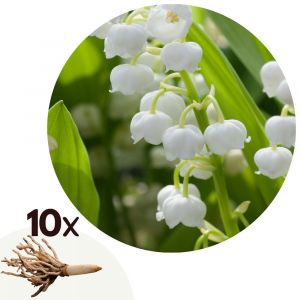 Muguet de mai - Set de 10 - Convallaria 'Majalis' - Bulbes &agrave; fleurs - Blanc