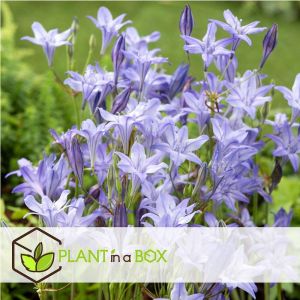 M&eacute;lange de bulbes des Pays-Bas - Set de 250 - Gladiolus, Dahlia, Freesia