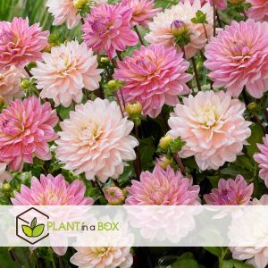Dahlia 'Diana's Memory' - Lot de 3 - Tubercules - Bloomers d'été - Rose