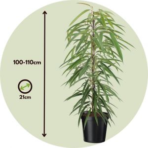 Ficus Binnendijckii Alii - Pot 21cm - Hauteur 100cm