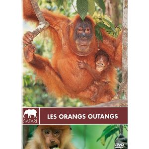 Safari : Les Orangs-Outans