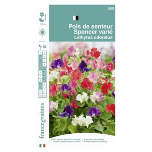 Vilmorin France Graines Pois Senteur Spencer Mix