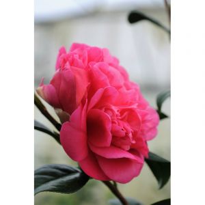 Cam&eacute;lia 'anticipation' taille du pot -