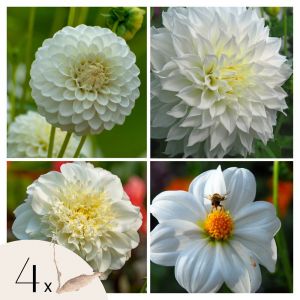 Dahlias - Set de 4 - Dahlia 'White Love' - Bulbes &agrave; fleurs - Blanc