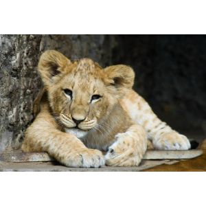 Image de Ceanothe Tableau sur toile lion cub 30x45 cm