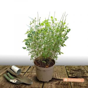 Sauge de Graham grahamii/Pot de 7,5L - 40/60 cm