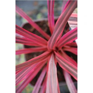 Cordyline'festival ? Raspberry' taille d
