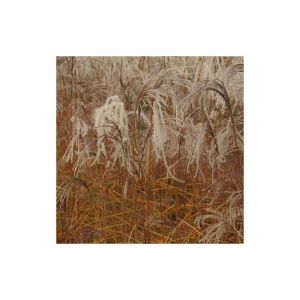 Bellevue Distribution - Herbe à éléphant Flamingo/Godet - Orange