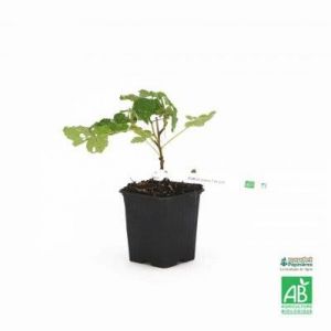 Framboisier Blanc 'Fall Gold' BIO - Conteneur 3L - Taille 20/40cm