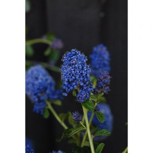 Lilas de californie 'repens' taille du p