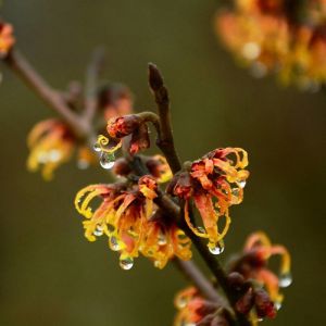 Hamamélis, Noisetier de Sorcière x intermedia Orange Beauty/Pot de 4L - 40/60 cm