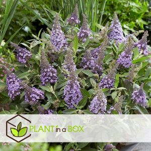 Buddleja Candy 'Petite Lila' - Arbuste à papillons - Pot 19cm - Hauteur 30-40cm