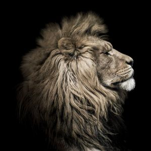 Ceanothe Tableau sur toile lion sepia 65x65 cm
