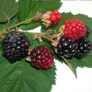 Mure fruticosus Triple Crown C1,5L 60 cm