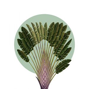 Komar Affiche d'art Botanical Garden Pinnate Palm - Taille: 40 x 50 cm - vert