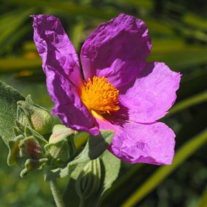 Ciste pourpre purpureus/Pot de 4L - 40/60 cm