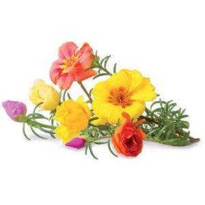 Click and Grow Recharge Rose (lot de 3)