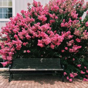 Lilas des Indes Souvenir d'Andr&eacute; Desmartis, Lagerstroemia/Pot de 3L