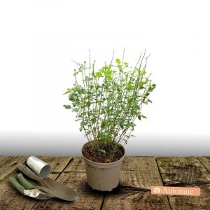 Sauge Violette de Loire 'Barsal'/Pot de 3L - 20/40 cm