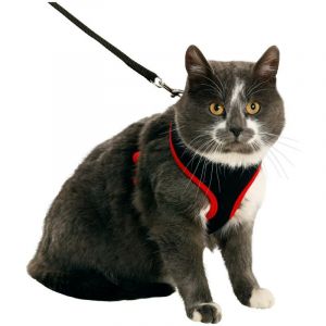 Maytronics Dolphin Harnais pour grand chat, couleur noir et rouge, taille l, réglable Animallparadise Rouge