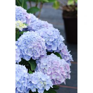 Hortensia macrophylla bleu 'ankong blue' taille du pot - en pot de 2 litres