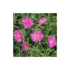 Aster d'automne dumosus Alice Haslam/Godet