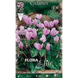 Cyclamen cyclamen hederifolium (lot de 3 bulbes)