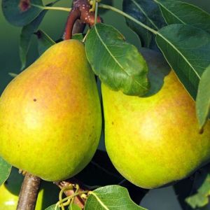 Poirier colonnaire Londres/Pot de 7,5L