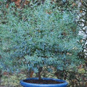 Eucalyptus gunni France Bleu 'Rengun'/Pot de 3L