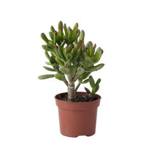 Plante de Jade - Lot de 2 - Crassula ovata 'Gollum' - Hauteur 15-25cm - Pot 12cm
