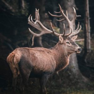 Ceanothe Tableau sur toile portrait cerf 30x30 cm