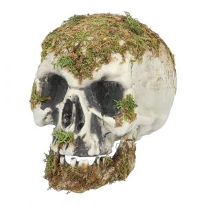 Ruedelafete Tête de mort des marais