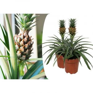 Plant In A Box - Plante ananas Mi Amigo - Set de 2 - Pots 12cm - Hauteur 35-45cm - Jaune