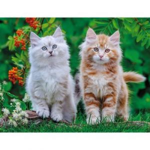 Nathan Puzzle 2000 pi&egrave;ces : Chatons Sib&eacute;riens