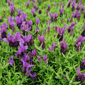 Lavande papillon Magical Posy Purple 'Kolmapopu'/Godet