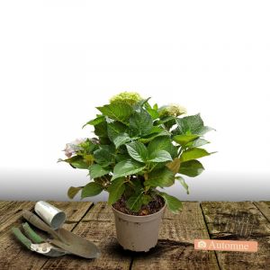 Hortensia macrophylla Bleu/Pot de 4L - 40/60 cm