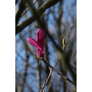 Magnolia 'susan' taille du pot - en pot