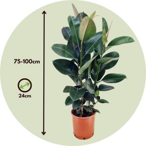 Ficus Elastica - Caoutchouc Robuste - Pot 24cm - Hauteur 75cm