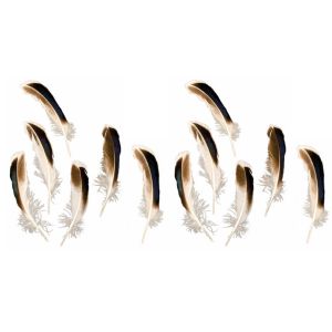 Ruedelafete Sachet de 24 Plumes Noir/Brun/Blanc 12cm