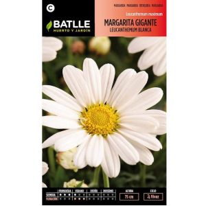Batlle Graines De Marguerite Géante Leucanthemum Blanche