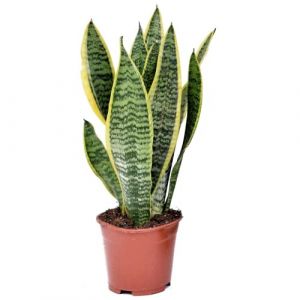 Sansevieria Laurentii - Langue femelle - Pots 12cm - Hauteur 30-40cm - Vert