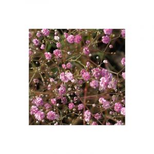 Gypsophile paniculée Flamingo/Godet - 5/20 cm