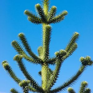 Araucaria du Chili - Araucaria araucana 15/20cm Pot 2,5L