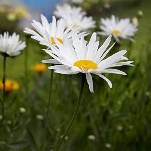 500 Graines de Grande Marguerite - SemiSauvage Permaculture