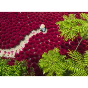 Ravensburger Puzzle 500 pi&egrave;ces : Un oc&eacute;an de rouge