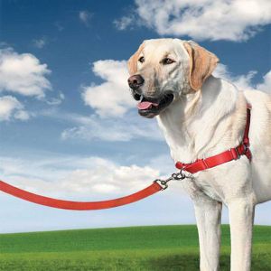 PetSafe Harnais Easy Walk taille L