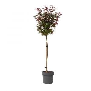 Image de Plant In A Box - Acer palmatum 'Shaina' - &Eacute;rable du Japon - Pot 19cm - Hauteur 80-90cm - Vert